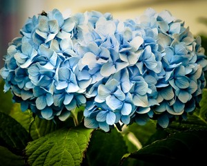 Hydrangea