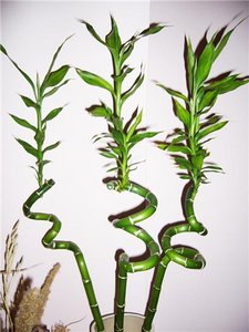 Драцена Сандера (Lucky Bamboo)