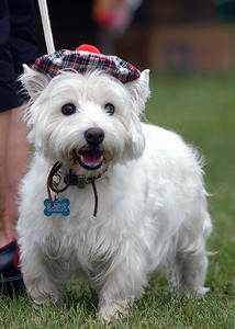 West Highland White Terrier  - Westy