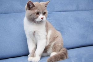 британская короткошерстная кошка