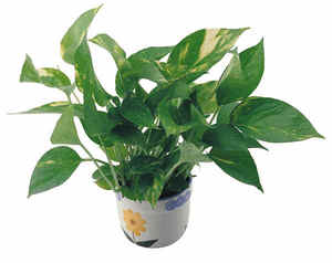 Money plant Epipremnum aureum