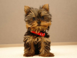 Yorkshire terrier