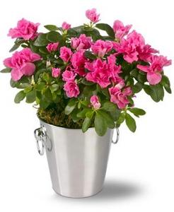 комнатные цветы - красивые