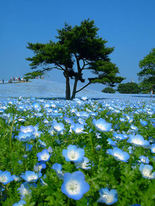 Hitachi Seaside Park *____*