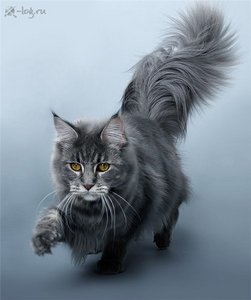 Мейн кун