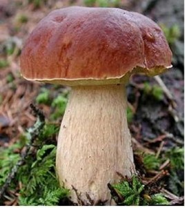 В лес хочу, грибы собирать)