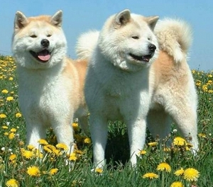 Akita inu