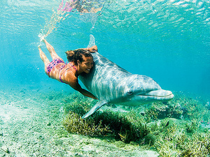 плавание с дельфином