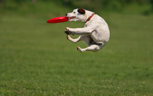 frisbee