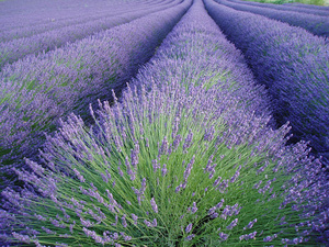 Lavandula