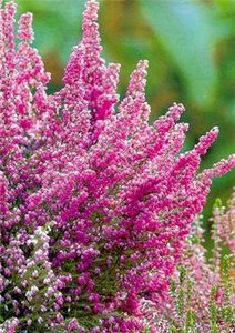 Вереск(calluna vulgaris)