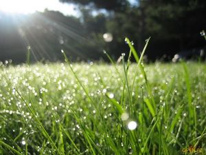 Погулять Босиком по росе