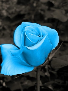 Frosted Rose от Нэсли
