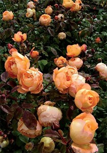 Роза сорта Lady Emma Hamilton