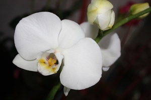 orchid in flower-pot