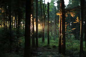погулять по магическому лесу