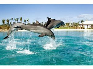 Сходить в дельфинарий