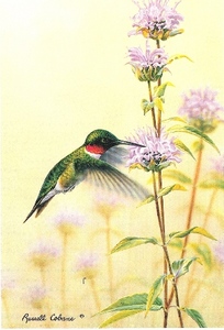 Увидеть колибри