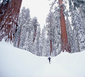 Sequoia National Park