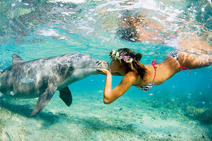 Поцеловать дельфина