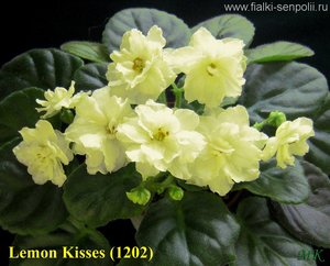 Желтоцветковая фиалка