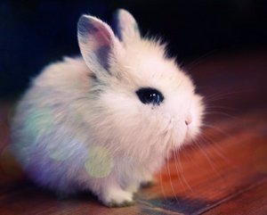 кролика карликового