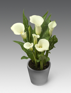 Каллы в горшочке ( ZANTEDESCHIA )