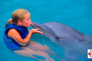 свим с дельфинами