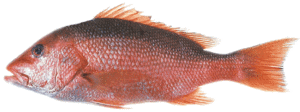 Red Snapper