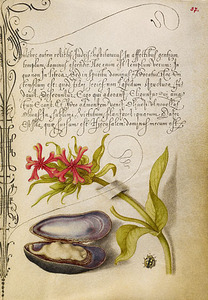 Nature Illuminated: Flora and Fauna from the Court of Emperor Rudolf II & etc.
