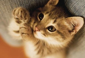 моему кролику очень одиноко и он хочет себе друга)