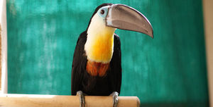 Оранжерея дивных птичек