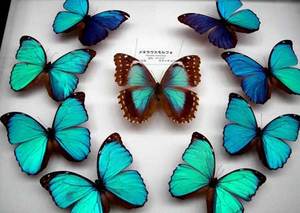 коллекция бабочек