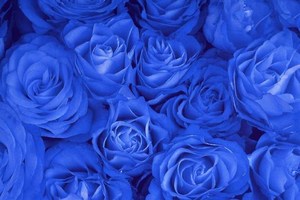 blue roses