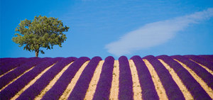 provence lavender tour