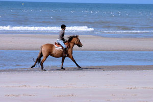 Horse riding lessons