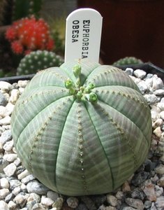 Euphorbia Obesa, або ж Молочай товстий