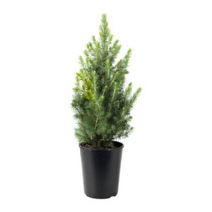 PICEA GLAUCA CONICA