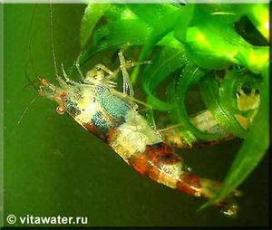 Креветка шмель Caridina serrata Bumblebee