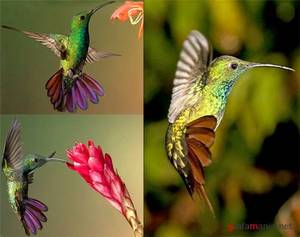 Увидеть живую птичку колибри
