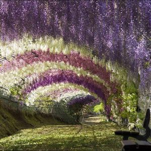 Посетить Wisteria Tunnel