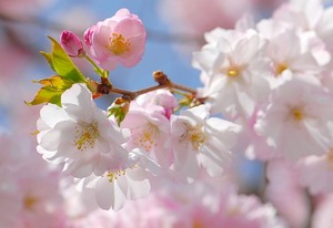 Весеннее настроение