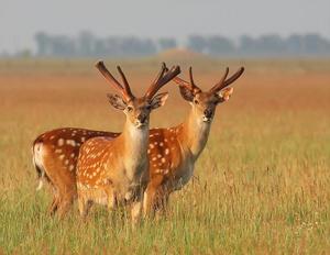 Аскания-Нова