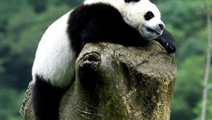 Красота, глубокий ум, доброта и мудрость.