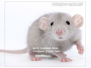 Крыса Дамбо