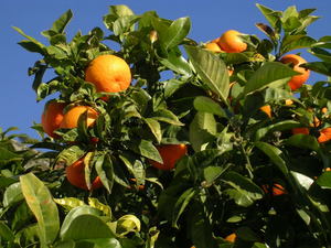 To see orange trees