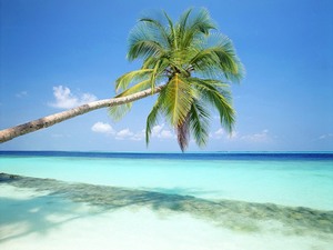 Отдохнуть на море там, где есть пальмы и белый песок