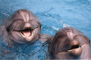 купание с дельфинами!!!