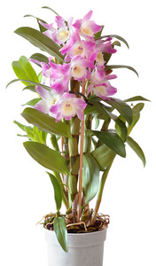 Dendrobium