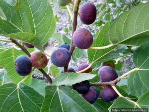 Ficus Сarica